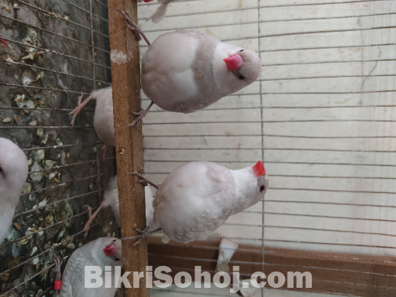 সিলভার ডায়মন্ড ফায়ারটেল ফিঞ্চ